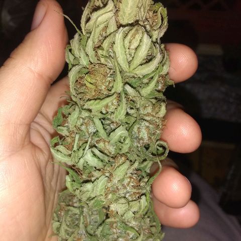Rainbow sherbet growlog timeline photo