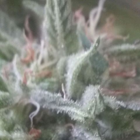 Rainbow sherbet growlog photo: Harvest time.