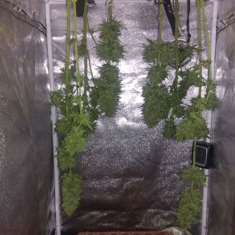 Rainbow sherbet growlog photo: Harvest time.