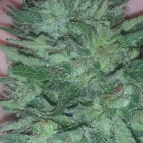 Rainbow sherbet growlog photo: Harvest time.