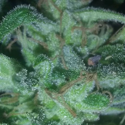 Rainbow sherbet growlog photo: Harvest time.