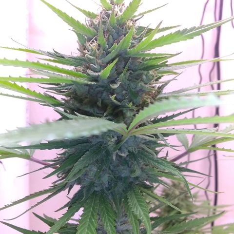 Rainbow sherbet growlog photo: Had to bring her inside with all the rain, looking like she is done from the weather, but I'll stretch her another day or 2.
