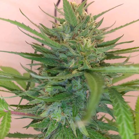 Rainbow sherbet growlog photo: Had to bring her inside with all the rain, looking like she is done from the weather, but I'll stretch her another day or 2.