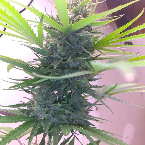 Rainbow sherbet growlog photo: Had to bring her inside with all the rain, looking like she is done from the weather, but I'll stretch her another day or 2.