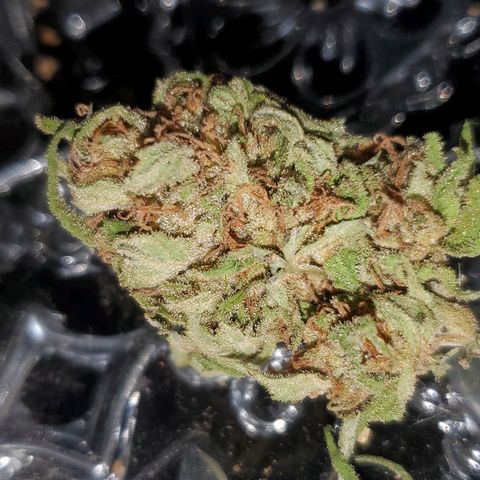 Rainbow sherbet growlog photo: Cured a little over a month.  Sweet diesel flavor with notes of citrus and chocolate.  Good for migraines and ADHD.