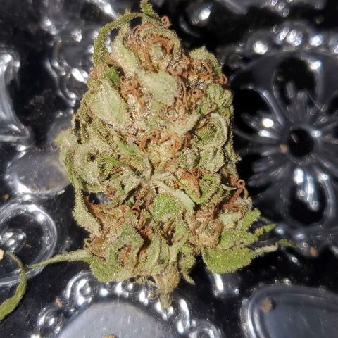Rainbow sherbet growlog photo: Cured a little over a month.  Sweet diesel flavor with notes of citrus and chocolate.  Good for migraines and ADHD.
