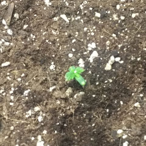 Thin Mint Tsunami  growlog timeline photo