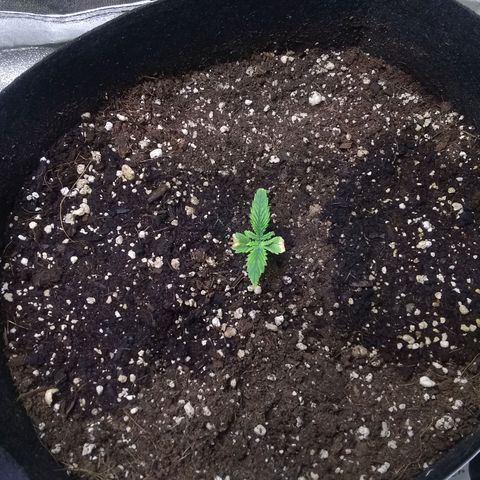Thin Mint Tsunami  growlog timeline photo
