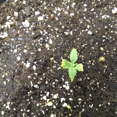 Thin Mint Tsunami  growlog timeline photo