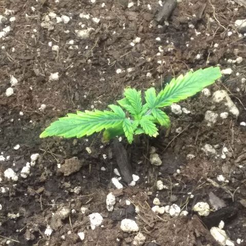 Thin Mint Tsunami  growlog timeline photo