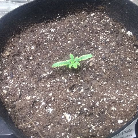 Thin Mint Tsunami  growlog timeline photo