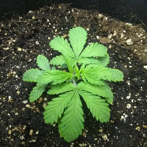 Thin Mint Tsunami  growlog timeline photo