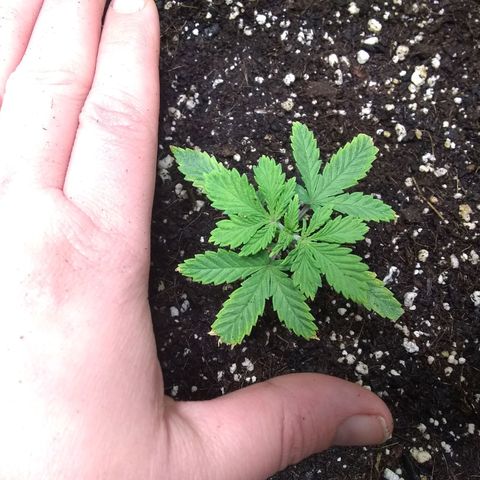 Thin Mint Tsunami  growlog photo: Growth is slow, but healthy.