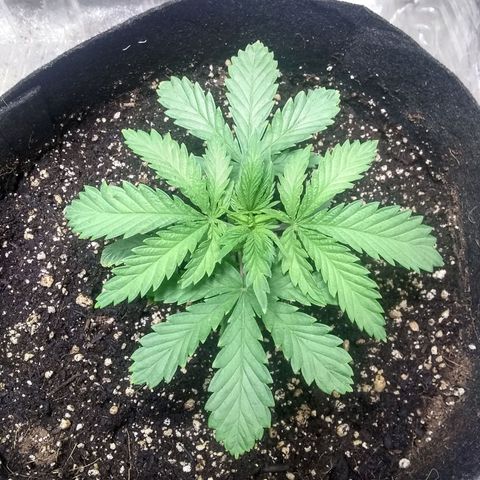 Thin Mint Tsunami  growlog timeline photo