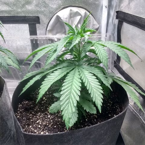 Thin Mint Tsunami  growlog timeline photo