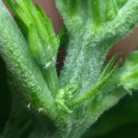 Thin Mint Tsunami  growlog photo: Male. 😢