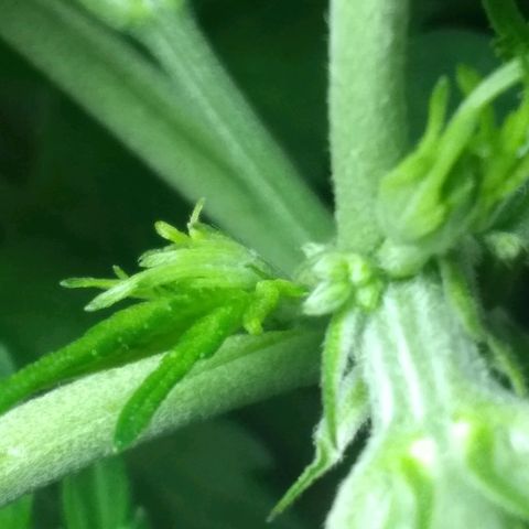 Thin Mint Tsunami  growlog photo: Male. 😢