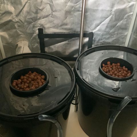Next Generation Uschi growlog timeline photo