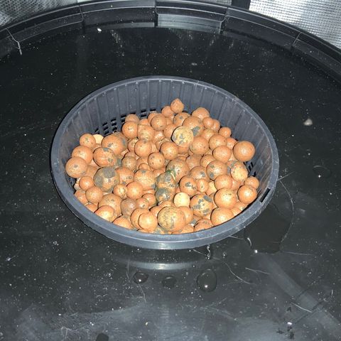 Next Generation Uschi growlog timeline photo