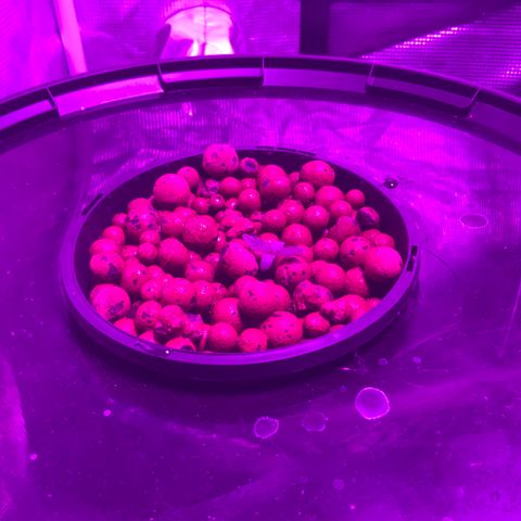 Next Generation Uschi growlog timeline photo