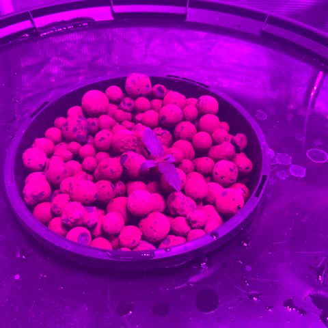 Next Generation Uschi growlog timeline photo