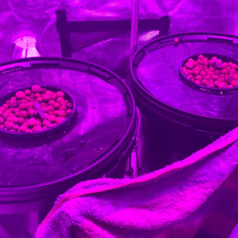 Next Generation Uschi growlog timeline photo
