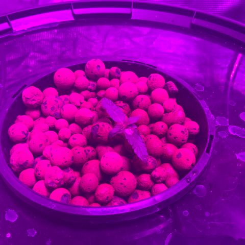 Next Generation Uschi growlog timeline photo