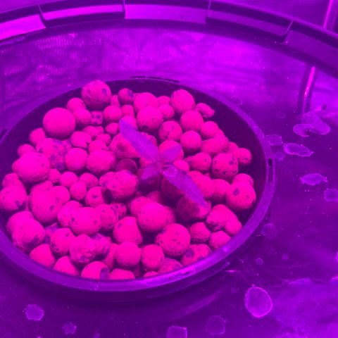 Next Generation Uschi growlog timeline photo