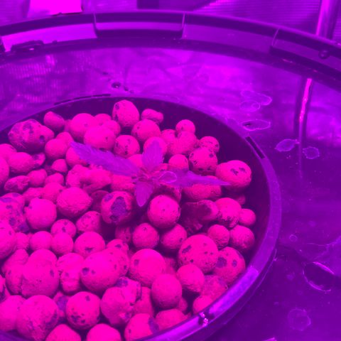 Next Generation Uschi growlog timeline photo