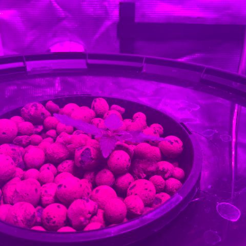Next Generation Uschi growlog timeline photo