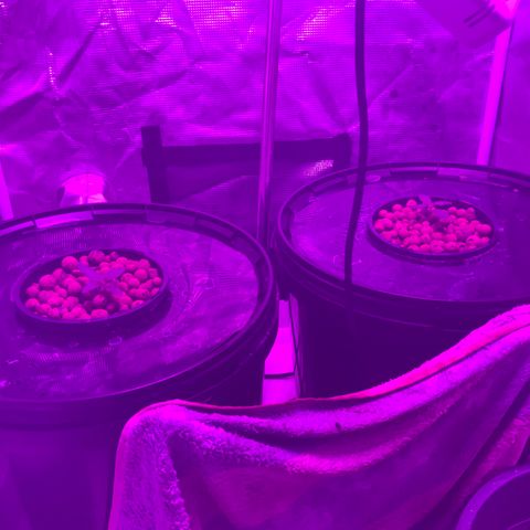 Next Generation Uschi growlog timeline photo