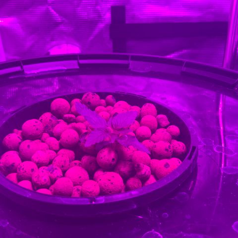 Next Generation Uschi growlog timeline photo
