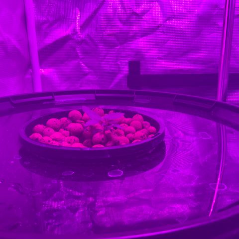 Next Generation Uschi growlog timeline photo