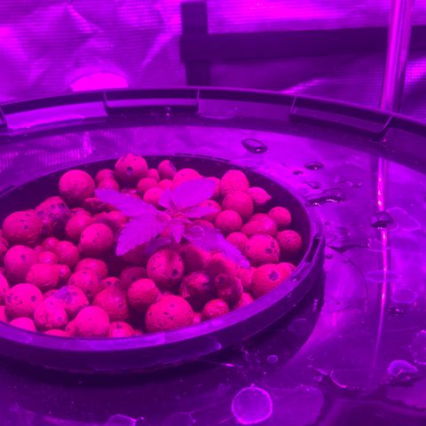 Next Generation Uschi growlog timeline photo