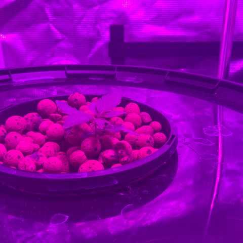 Next Generation Uschi growlog timeline photo