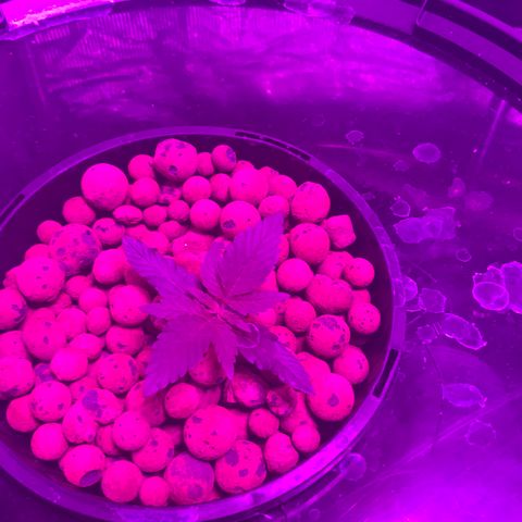 Next Generation Uschi growlog timeline photo