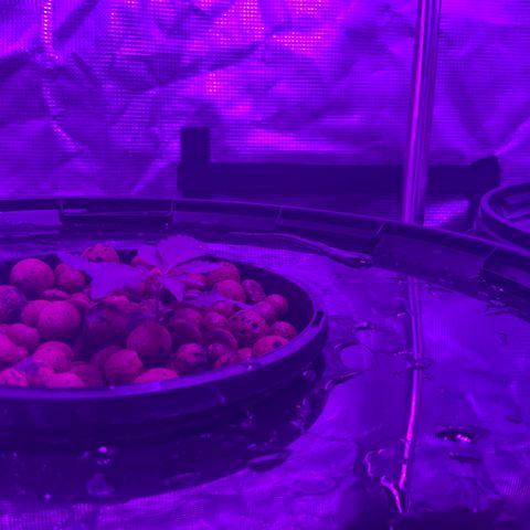 Next Generation Uschi growlog timeline photo