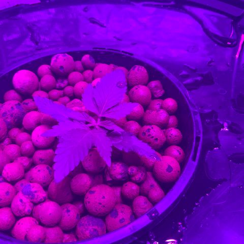 Next Generation Uschi growlog timeline photo