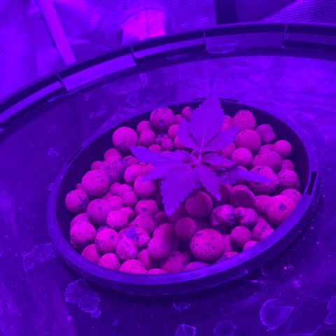 Next Generation Uschi growlog timeline photo
