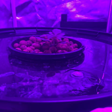 Next Generation Uschi growlog timeline photo