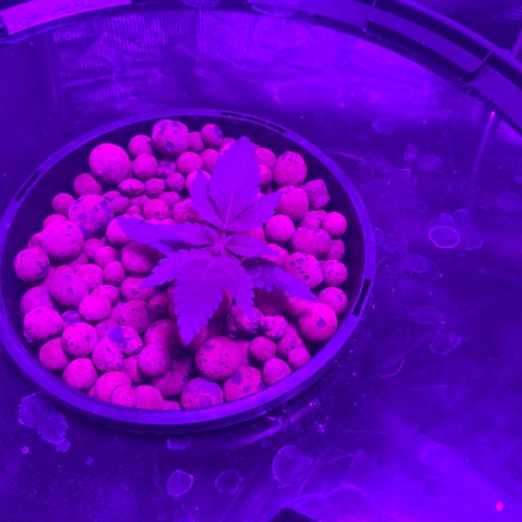 Next Generation Uschi growlog timeline photo