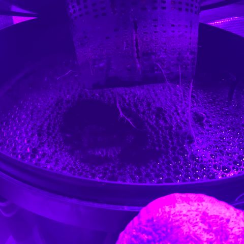 Next Generation Uschi growlog timeline photo