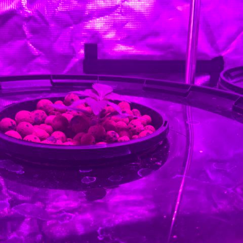 Next Generation Uschi growlog timeline photo