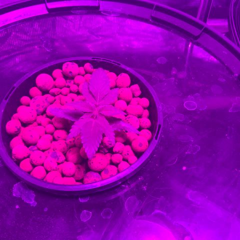 Next Generation Uschi growlog timeline photo