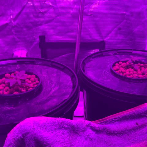 Next Generation Uschi growlog timeline photo