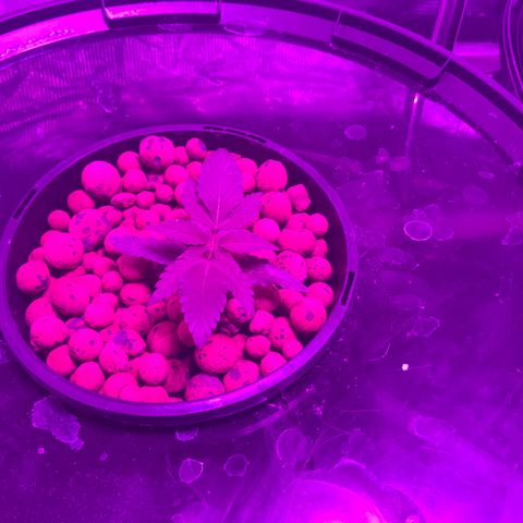 Next Generation Uschi growlog timeline photo