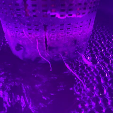 Next Generation Uschi growlog timeline photo
