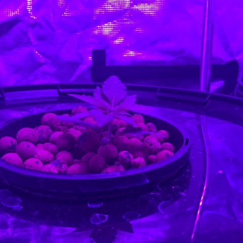 Next Generation Uschi growlog timeline photo
