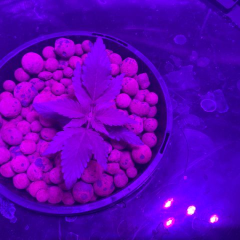 Next Generation Uschi growlog timeline photo