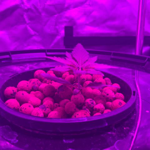 Next Generation Uschi growlog timeline photo